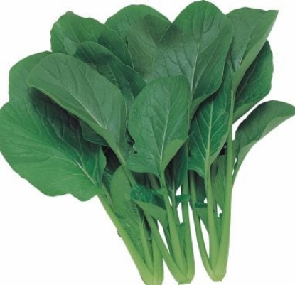 Picture of Komatsuna Green Boy